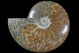 Polished Ammonite (Cleoniceras) Fossil - Madagascar #166390-1